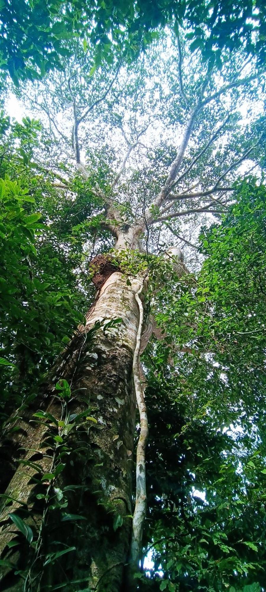Hotel Ecologico Makalombia La Macarena المظهر الخارجي الصورة